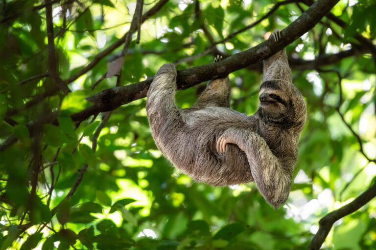 costa-rica-sloth-hanging-from-tree-astk