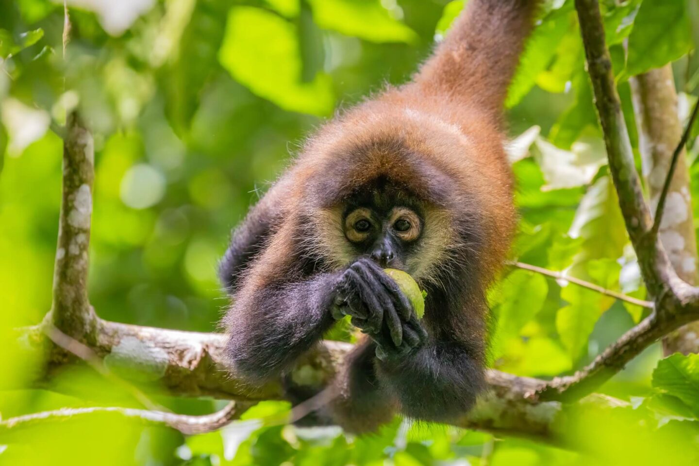 costa-rica-spider-monkey-eating-fruit-astk