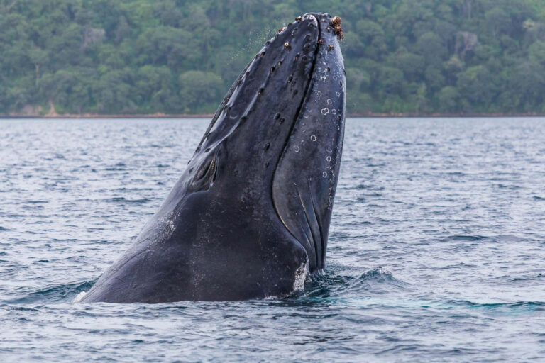 costa-rica-spyhopping-humpback-whale-astk