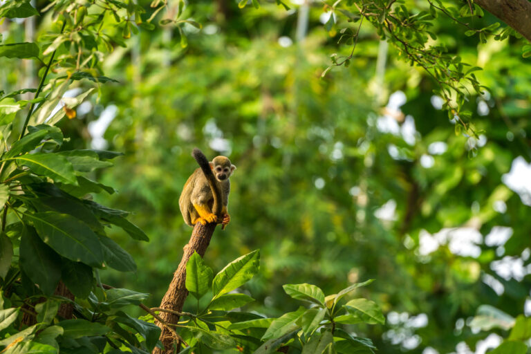 costa-rica-squirrel-monkey-istk