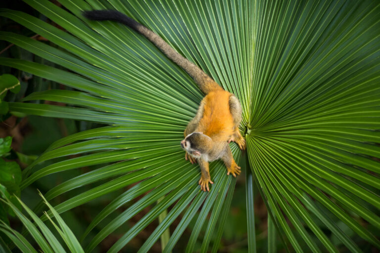 costa-rica-squirrel-monkey-on-leaf-istk