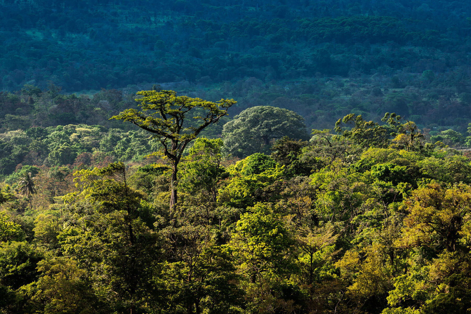 costa-rica-view-over-cloud-forest-in-beautiful-light-rth