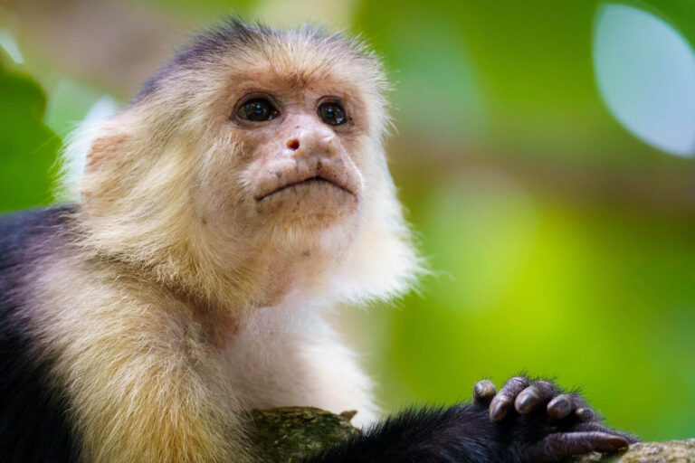 costa-rica-white-faced-capuchin-monkey-up-close-astk