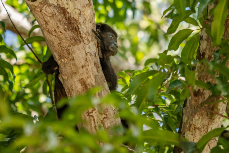 costa-rica-wildlife-howler-monkey-in-tree-rth