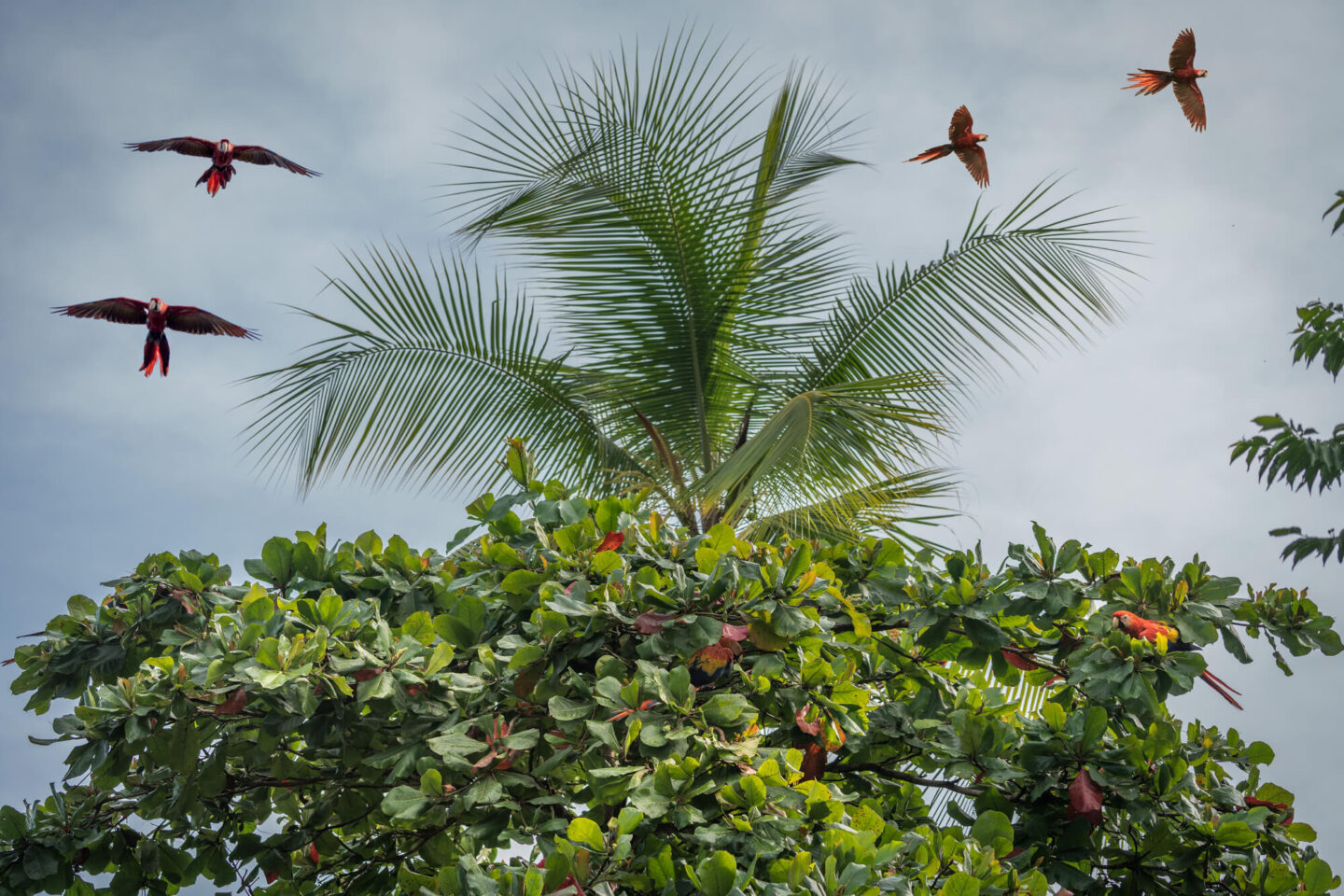 costa-rica-wildlife-scarlet-macaws-in-flight-rth