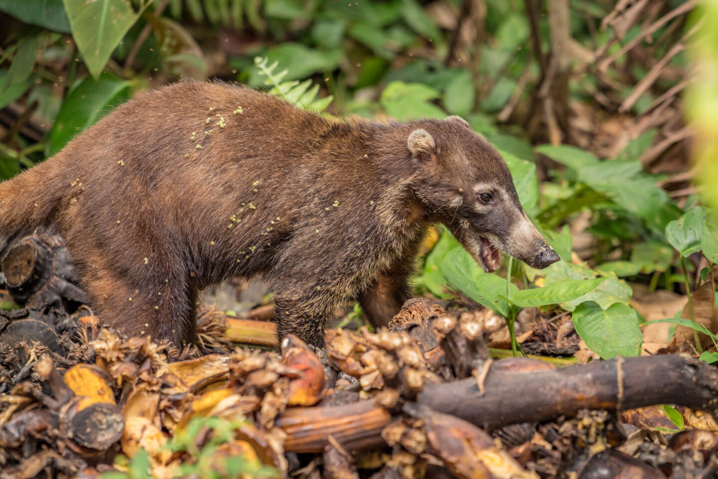 costa-rica-wildlife-white-nose-coati-rth