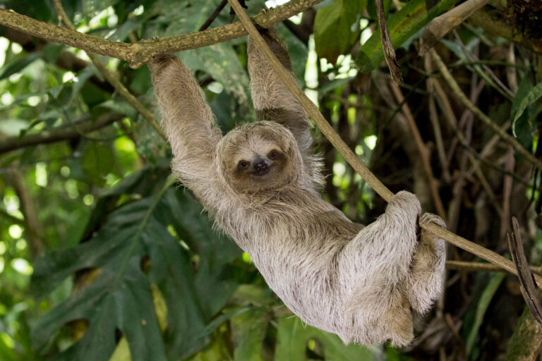 costa-rica-young-sloth-istk