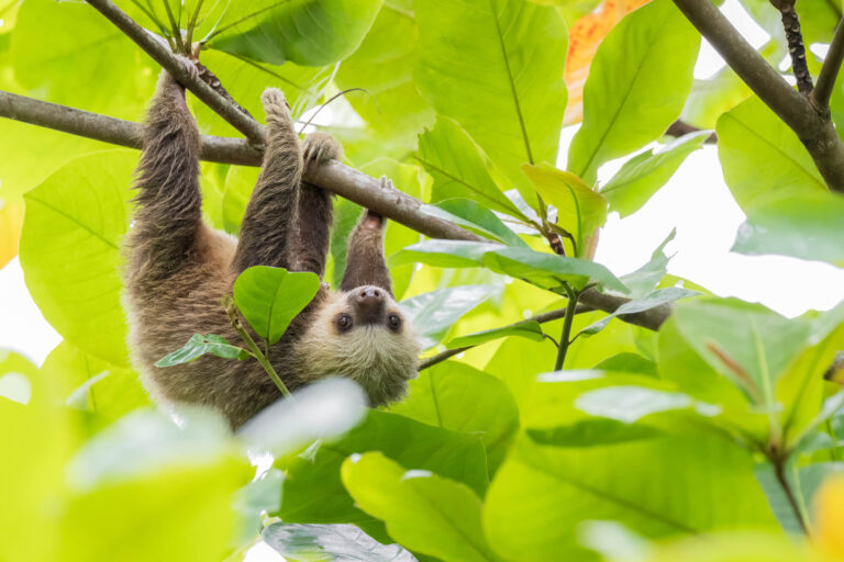 costa-rica-young-two-toed-sloth-in-tree-astk