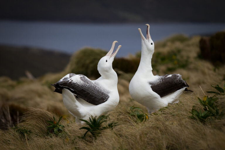 heritage-expeditions-albatross-pair