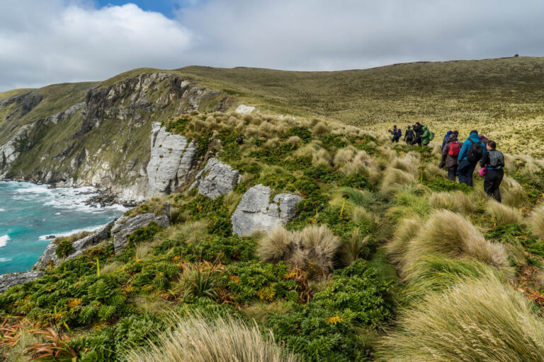 heritage-expeditions-campbell-island