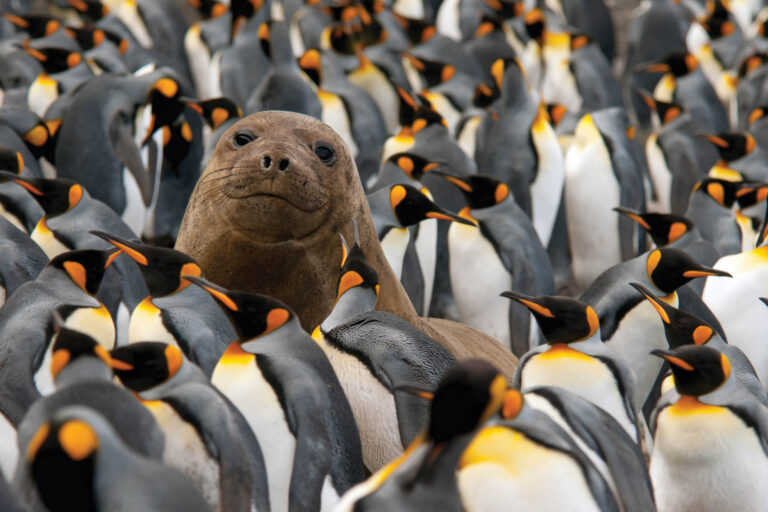 heritage-expeditions-elephant-seal-king-penguin-colony