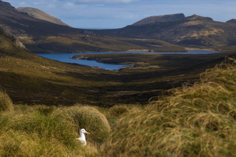 southern-royal-albatross-at-campbell-island-subantarctic-islands