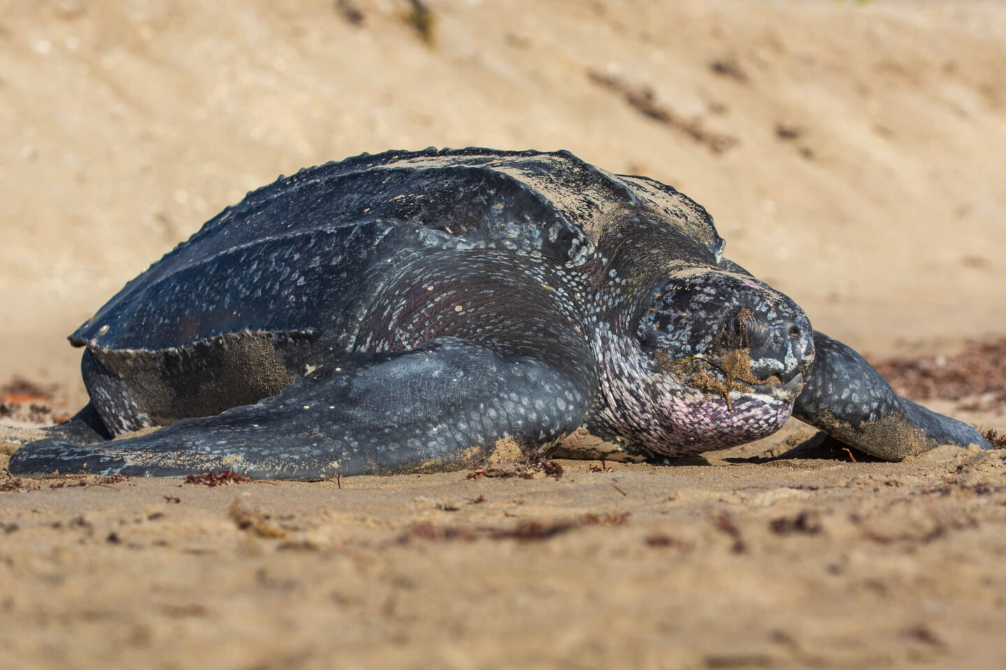 leatherback-turtle-on-beach-adsk