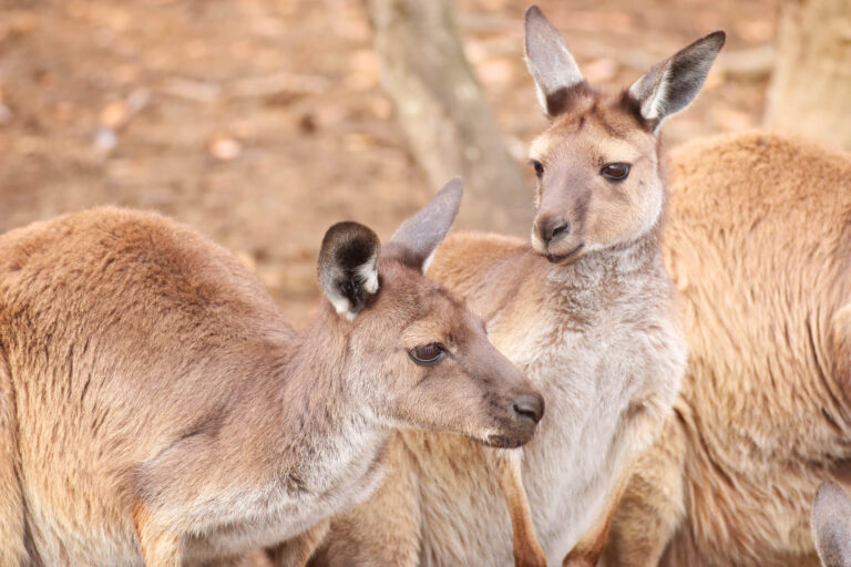 south-australia-kangaroos-on-kangaroo-island-istk