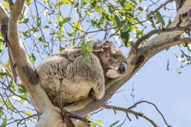 south-australia-koalo-in-eucalyptus-tree-kangaroo-island-astk