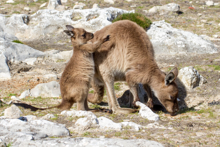 south-australia-western-grey-kangaroos-on-kangaroo-island-mother-and-joey-istk