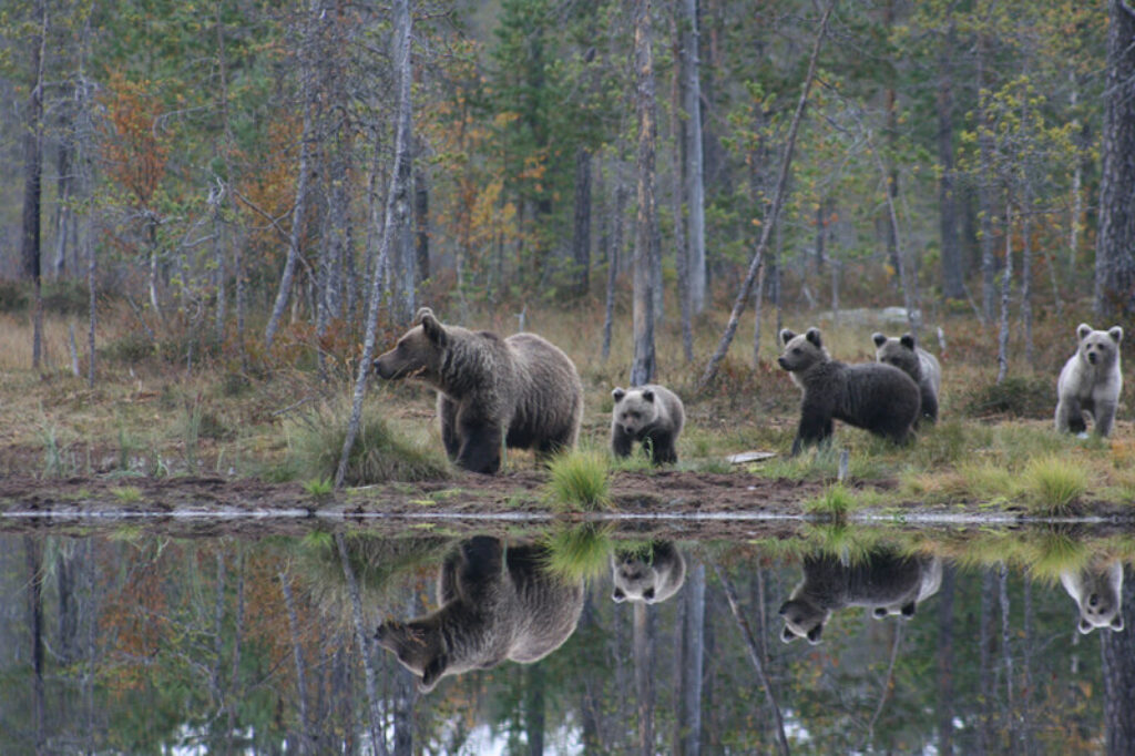 finland-bear-cubs-wbb