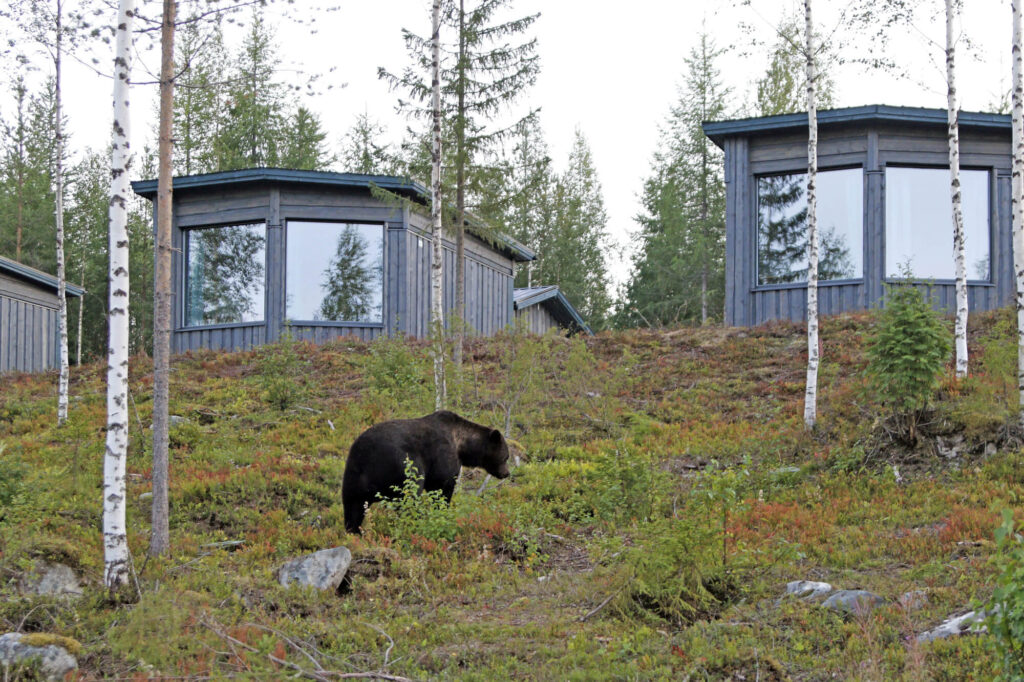 finland-bear-luxury-cabin-wbb