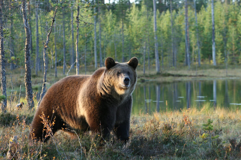 finland-bear-summer-wbb