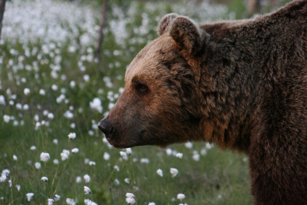 finland-bear-wbb