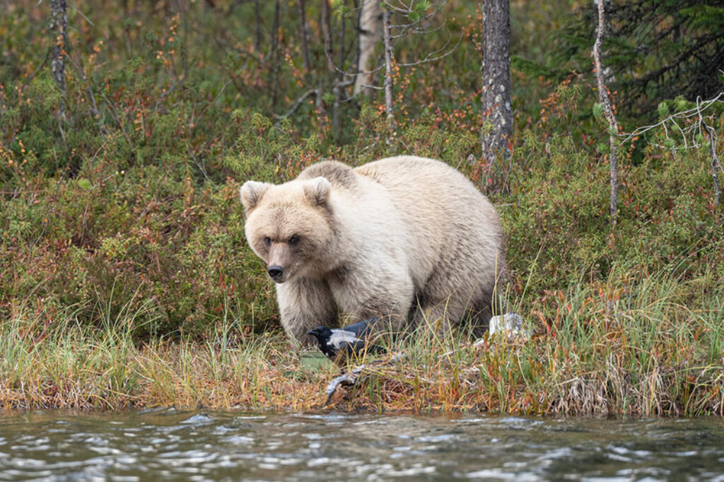 finland-bear-white-wbb