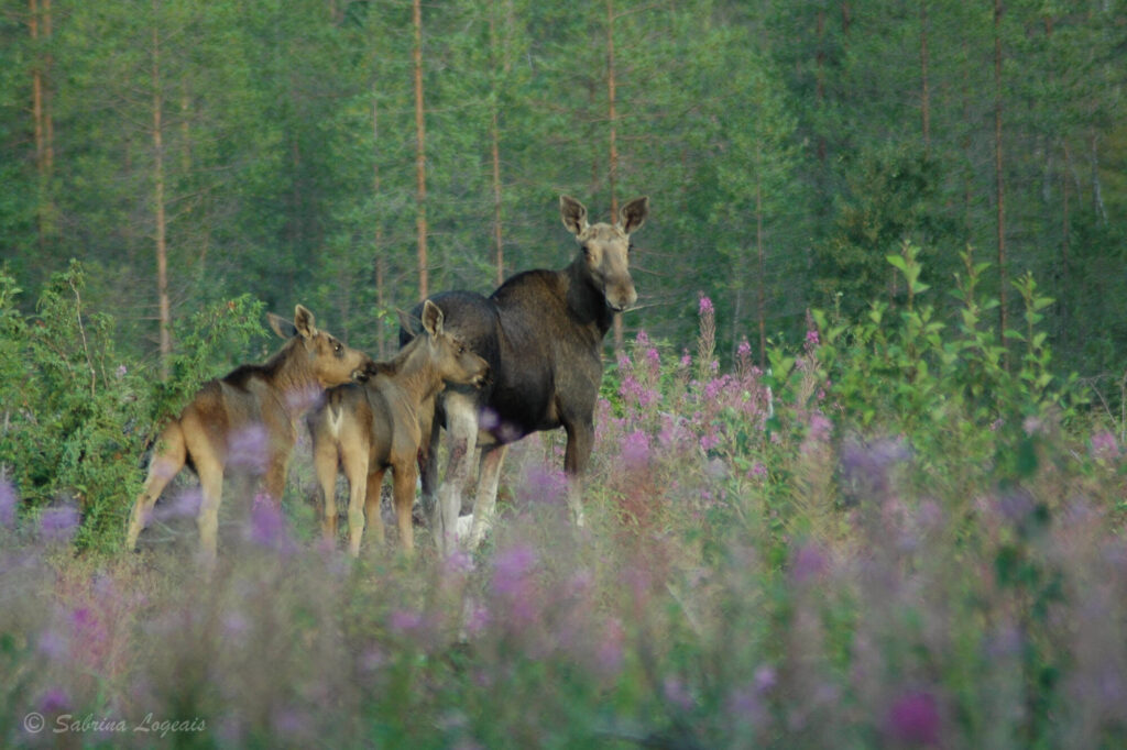 finland-moose-safari-taiga-spirit-sabrina-logeais-kuhmo