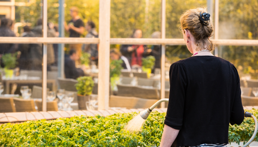 A picture of a woman watering tomato plants at Friðheimar Greenhouse in Iceland