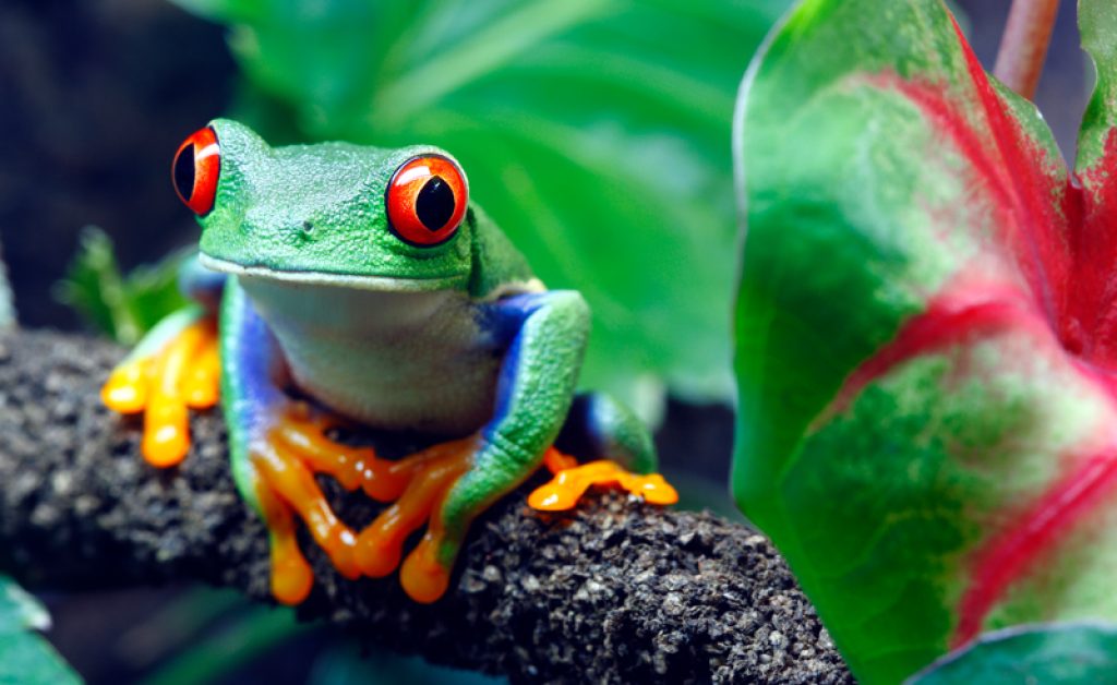 costa rica tree frog