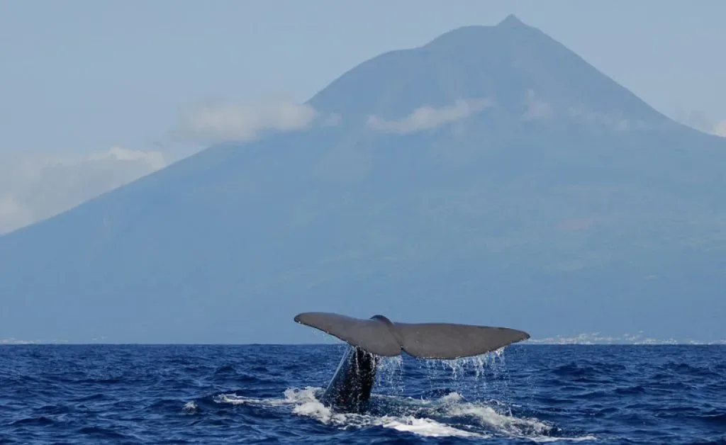 azores-whale-and-mount-pico-1024×0-c-center