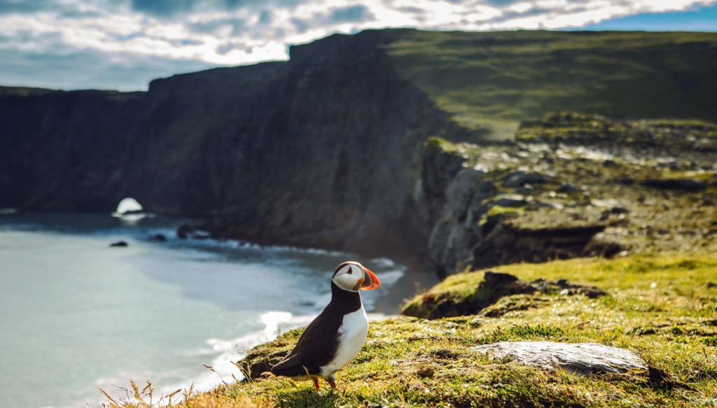 Picture of a puffin on a cliff in Iceland with the ocean and a grassy cliff in the background