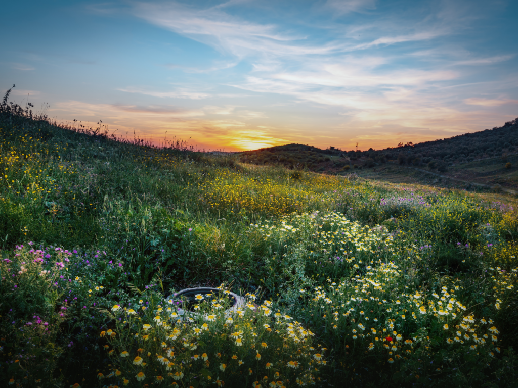 Picture of the landscape in El Puerto, Spain. Showing green fields with the sunset in the background